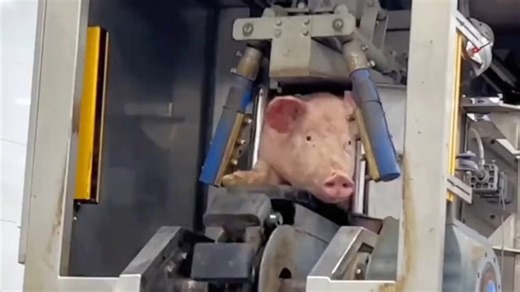 几块钱一根的火腿肠里面真的有肉吗？有人说里面全是淀粉_腾讯新闻