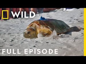 Sea You Later, Turtles (Full Episode) | Magic of Disney's Animal Kingdom