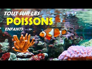 Tout sur les poissons - Les animaux vertébrés - Sciences pour enfants - Sympa kids.