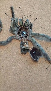 Reconstruction of natural death tarantulas and tarantula molts can take several hours. I have stopped taking pet memorial commissions for this reason. I will have some available closer to Xmas as a one off release #tarantula #tarantulakeeper #insectpinning | Selina Grazia Art