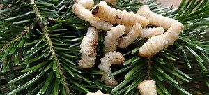 How to Rid Your Garden of Maggots Once a Year | DoItYourself.com