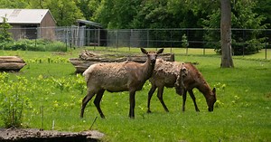 A Beloved Zoo of Misfit Animals Is Almost Out of Money