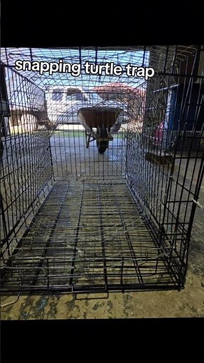turtles trap time