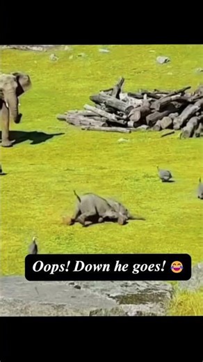 Baby Elephant Chases Ducks 🐘🦆 | Cutest Wildlife Moment You’ll See Today! #CuteAnimals