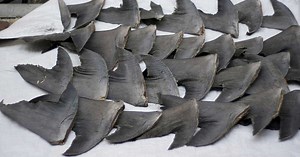 Le commerce d'ailerons de requins, une pratique légale qui rapporte gros
