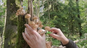 Mushroom picker collects autumn mushrooms in forest by cutting from stump with knife.