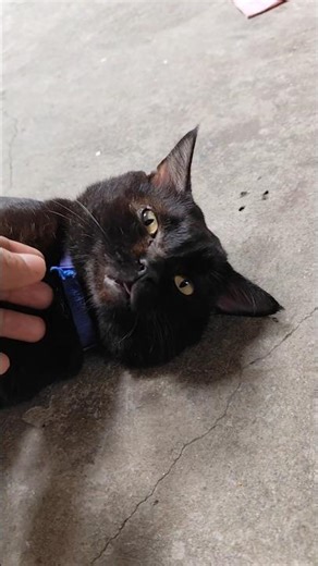 Master, could you please scratch me? It’s so itchy #cutecat #trending #trendingshorts