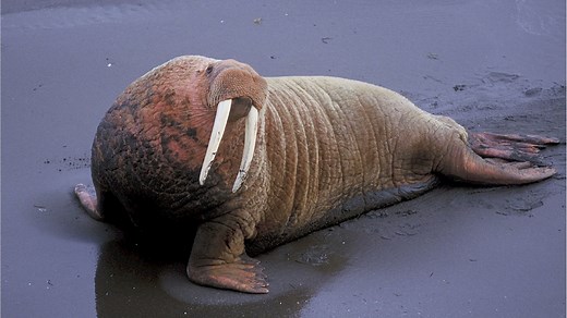 Morse : taille, description, biotope, habitat, reproduction