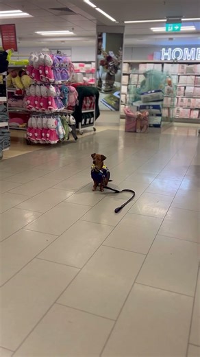 Stay training with ADiT Pippa #assistancedog #positivereinforcement #positivedogtraining #forcefree