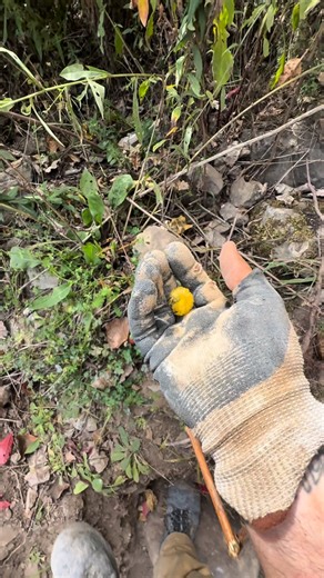 3.3K views · 77 reactions | “All little creatures deserve respect” Mining montage save the critters edition. When doing a project you’re bound to encounter some small local wildlife and I always do my best to relocate them to a safe area before continuing. These clips are from my fall project. There were more but couldn’t fit them all in here unfortunately. Nice crystal at the end  #herkimerdiamond #crystals #critters | Frank J McGivern | Facebook