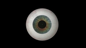 Eyeball, Eye, Anatomy. Free Stock Video