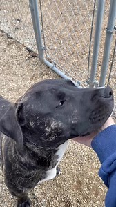 Our friend Dasher, a lovely lab-pit mix (we think) is still in need of his forever home and family. He’s a wonderful pup! For additional info about Dasher, please visit: https://www.westportwasa.org/adopt/available-dogs/. Now more than ever our local dogs in CT’s municipal shelters need your support and love. #adoptlocal | Westport WASA (Westport Animal Shelter Advocates)