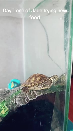 Jade the turtle 🐢 (@jade.the.turtle)’s videos with original sound - highschool simulator