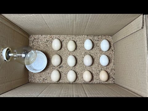 DIY Paper Box Incubator – Chicks Successfully Hatched at Home
