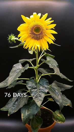 Sunflower Growth Timelapse: From Seed to Blooming Beauty