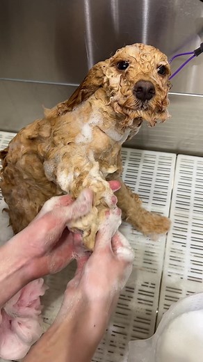 Doggy Styling on TikTok