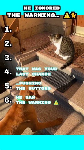 He Saw the Warning… And Still Did It 😭🐶🐱