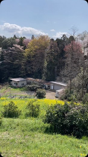玉川大学・玉川学園【木の輪を広げる 】 on Instagram: "玉川大学・玉川学園のTamagawa Mokurin Projectです。 玉川大学農場の桜と菜の花が織りなす風景です。 鳥のさえずりも聞こえてきて心が癒されます。 #玉川大学 #玉川学園 #玉川大学農学部 #農場 #自然 #里山 #桜 #ソメイヨシノ #山桜 #ヤマザクラ #菜の花 #のどか #美しい景色 #キャンパス #tamagawamokurinproject"