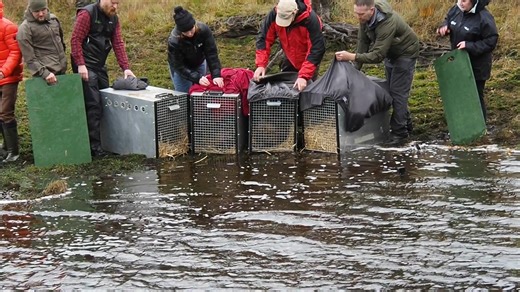 206K views · 6.2K reactions | The second release of beaver onto Loch Beinn a'Mheadhoin that I promised last week. This is a family with two adults, a juvenile and two kits. I'll follow this up with progress reports from the cameras on each site. | Ron Bury | Facebook