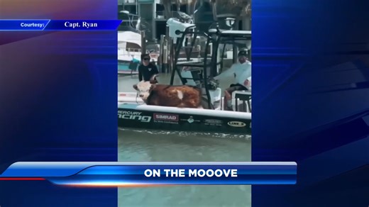 On the mooove: Mini cow goes sailing with owner on St. Pete Beach for first boat ride - WSVN 7News | Miami News, Weather, Sports | Fort Lauderdale