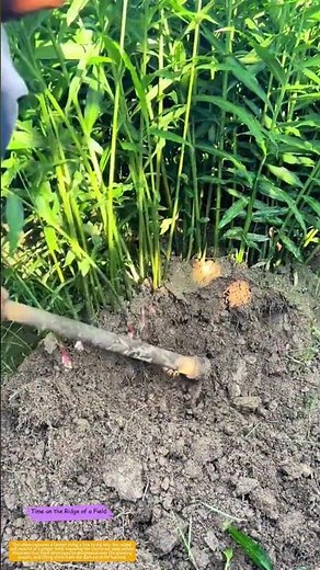 Unearthing the Rhizome: How a Hoe Reveals Ginger Hidden in Soil