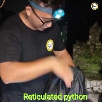 Reticulated python - Malayopython reticulatus - Ular sanca kembang - Rescued by Agus Putra