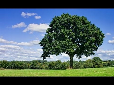 Seasonal Changes In Trees