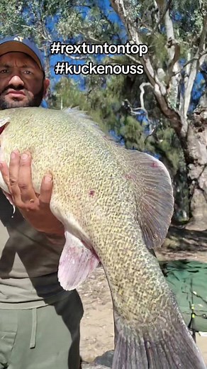 Murray Cod Fishing: Stunning Big Fish Caught with Cheese Bait