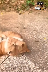 Epic Cat Fights Caught on Camera! #catvideo #catfunnyvideo | Bella Bean