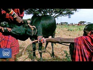 Way of Life of Maasai Tribe