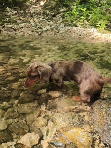 This is the dog that refuses to go out when it's raining, dramatically shakes his paw if the ground is even slightly damp, and will actively avoid puddles on walks. So I'm not sure what came over him today. #dogswimming #teckel #dackel #doxie