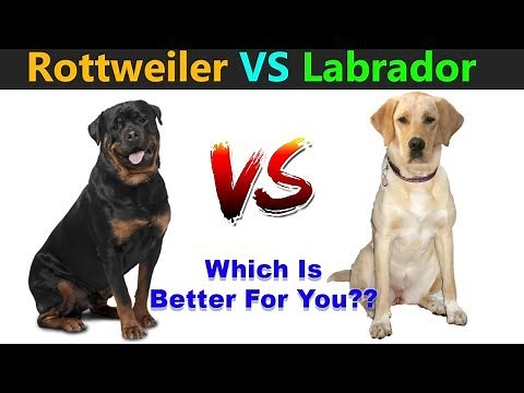Rottweiler VS Labrador Retriever : Which Is Best For You?? : TUC