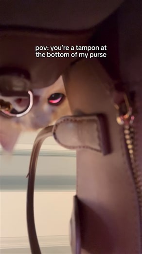 why are 🐈 so obsessed with tamps? #catstagram #catsofinstagram #mainecoon #mainecooncat #petstagram #petsofinstagram #orangecat | Teddy with Thumbs