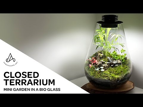 How to make an easy mini terrarium moss garden in a closed tear drop Biolark Bio Glass Bottle