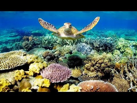 Life Cycles - Ocean Life Education Primary Curriculum Resource 2