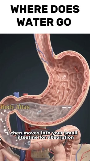 What REALLY happens to water after you drink it? You swallow it