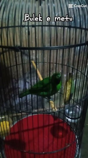 cak ijo mini sederhana 😊😝 #kicaumanianusantara