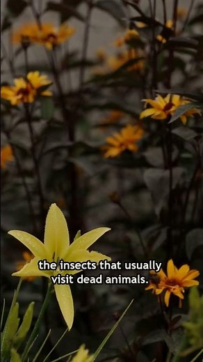 Why the corpse flower smells like rotting meat