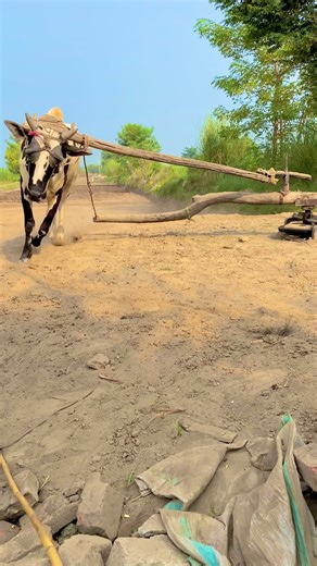 Chaff Cutter Machine Operating System with Desi Small Oxygen#reels #shortvideo #gear_trend