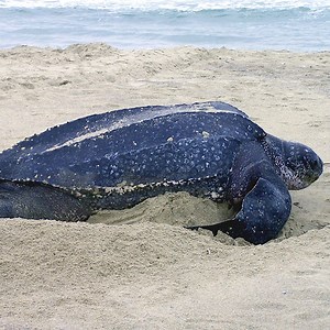 Sea Turtle Conservation - Juara Turtle Project