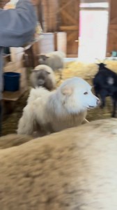 14K views · 1.7K reactions | Everyone goes loopy for a trail of fruit loops. | Our Farmacy | Facebook