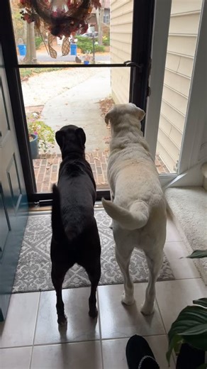 776 reactions · 13 comments | Who do you call when you need protection…neighborhood watch!!! The best and the bravest at your service!! #dog #lab #labrador #reels #fyp #talesoflab #guarddog #lablove #neighborhoodwatch #bestfriends #dogmom #handsome #boydog | Dozer | Facebook