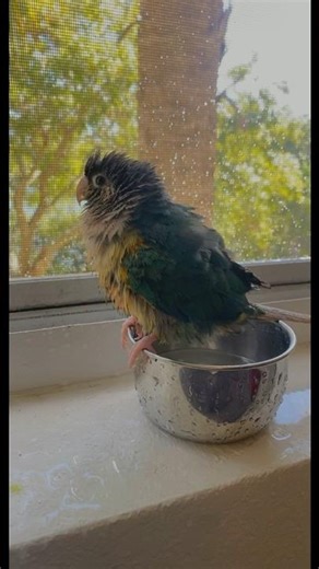My turquoise green cheek conure taking a bath in his water bowl 🦜 #birds #animal #pets #cute #bird