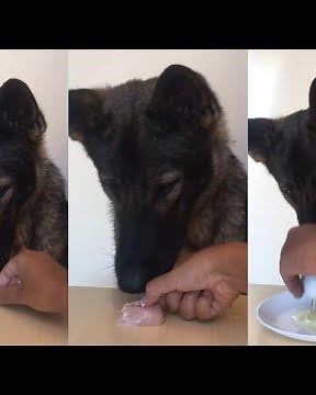 German Shepherd Taste Test (Part 1)