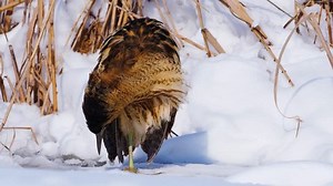 Eurasian Bittern Outdoor Winter Botaurus Stellaris: стоковое видео (без лицензионных платежей), 1022661580 | Shutterstock