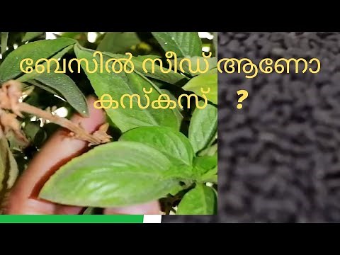 Basil Seeds & Kaskas/Uses of Basil leaves & kaskas /Chia Sabja & Poppy Seeds/How to make Basil Seeds