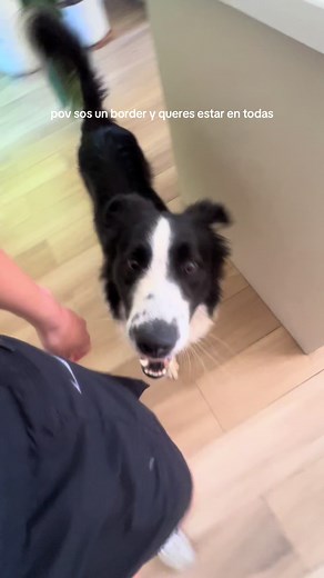 Border Collie: Una Historia Divertida