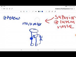 Anatomy final questions ( very important for understanding)