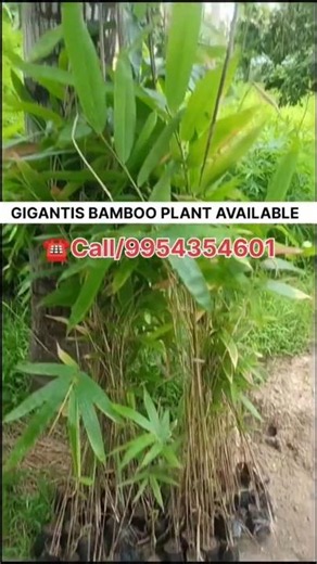 Giant Bamboo Plant Worlds Fast Growing Bamboo Huge Size Bamboo Available📞9954354601