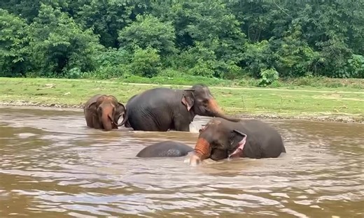 Volume Up! 🔈 Exciting things are happening at ENP! There is a new friendship between Tang Mo, Rum Ruay, Hom Nuan, Auay Kham and Ratana Kham! Listen to their beautiful trumpeting sounds as the new herd plays together in the river. 🌊 Such magical moments are a daily occurrence when elephants are allowed to be elephants. 🐘✨ | Trunks Up